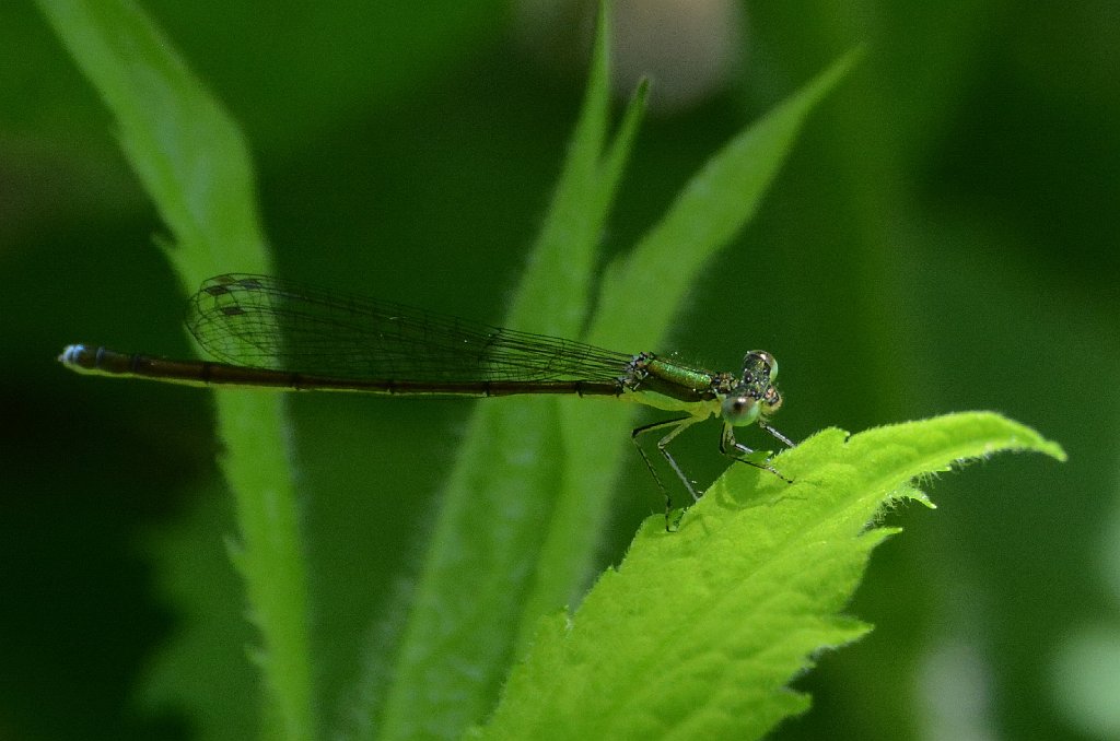 092 2016-06072179 Wachusett Meadow, MA.JPG - Sedge Sprite Damselfly (Nehalennia irene). Wachusett Meadow Wildlife Sanctuary, MA, 6-7-2016